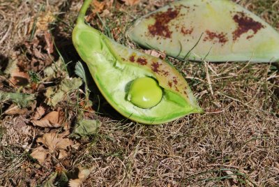 Gymnocladus dioica - nahovětvec dvoudomý - nezralý plod a semeno